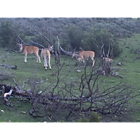 Fairy Glen Game Reserve image